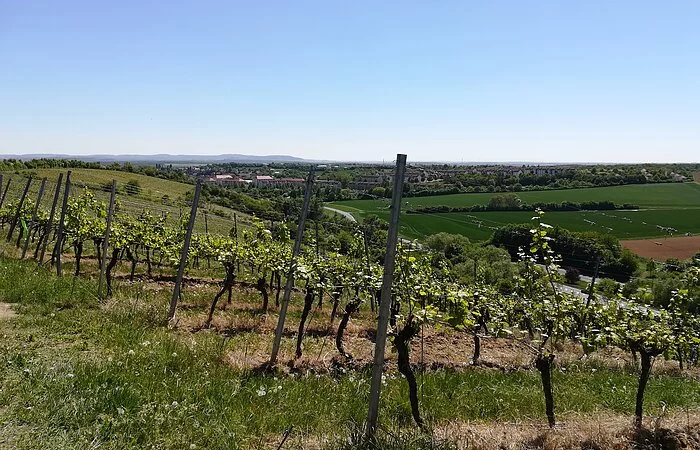 Kitzinger Weinwanderweg