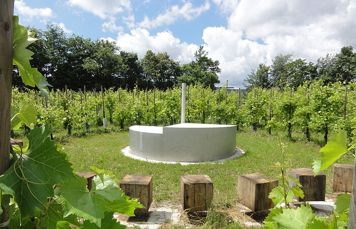 Wiesenbronn - Weinlabyrinth