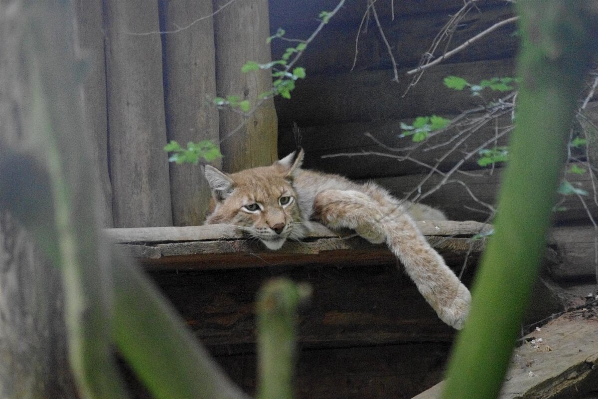 Eine Wildkatze liegt auf einem Podest aus Holz