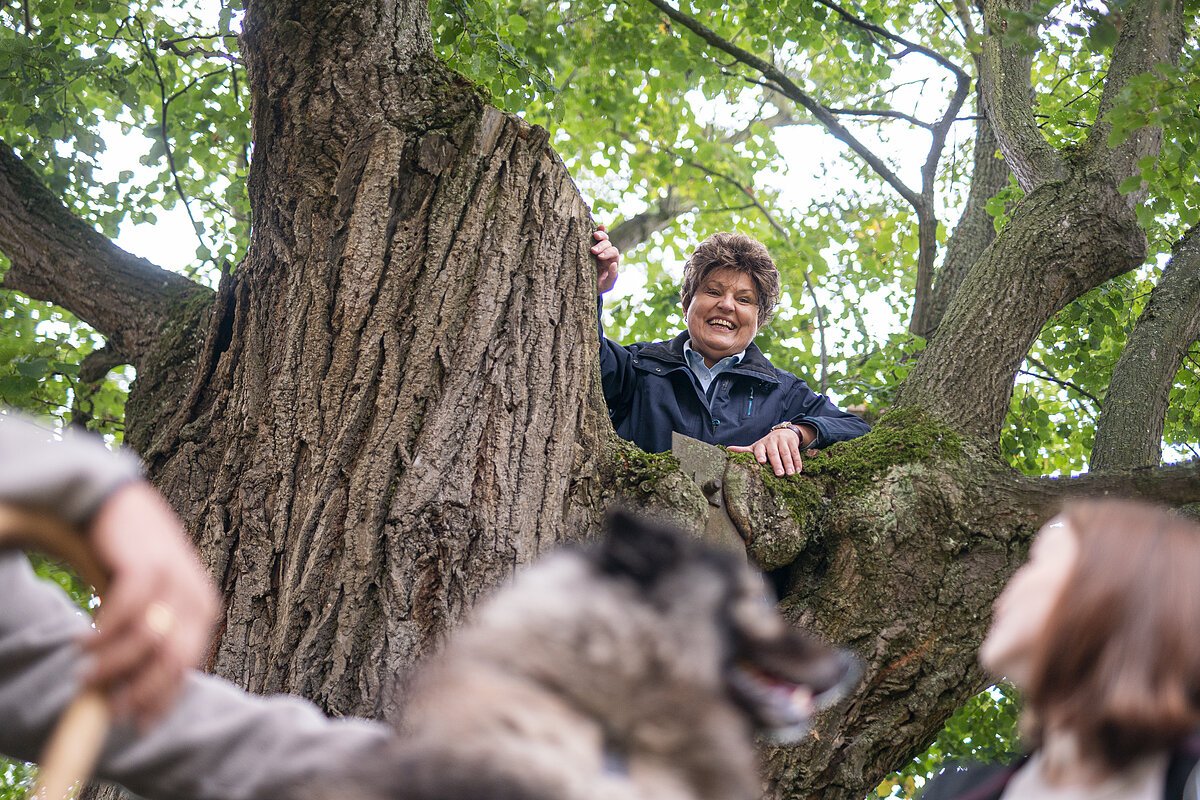 Dicker Baum