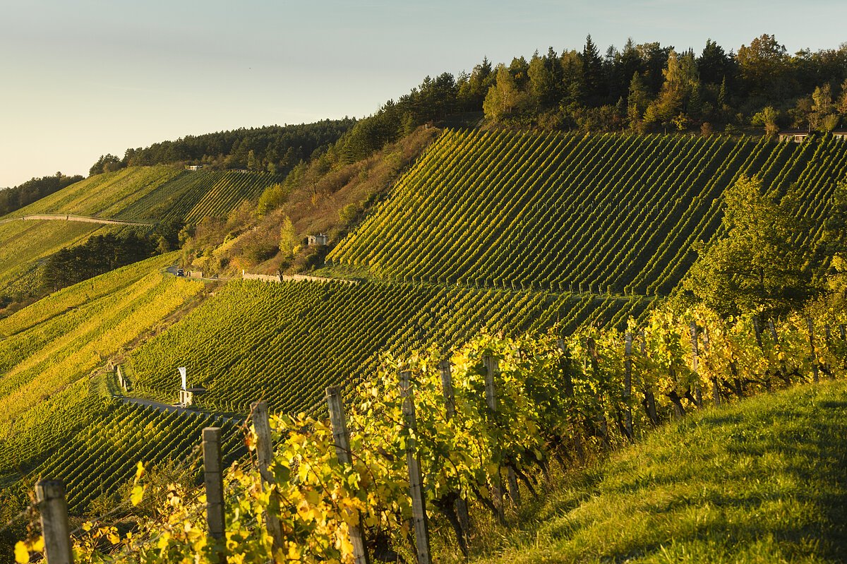 Weinberge in herbstlichen Farben - gelb und grün
