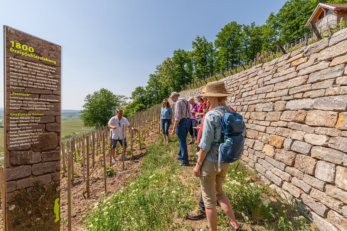 Eine Personengruppe steht im Geschichtsweinberg und bekommt diesen erklärt