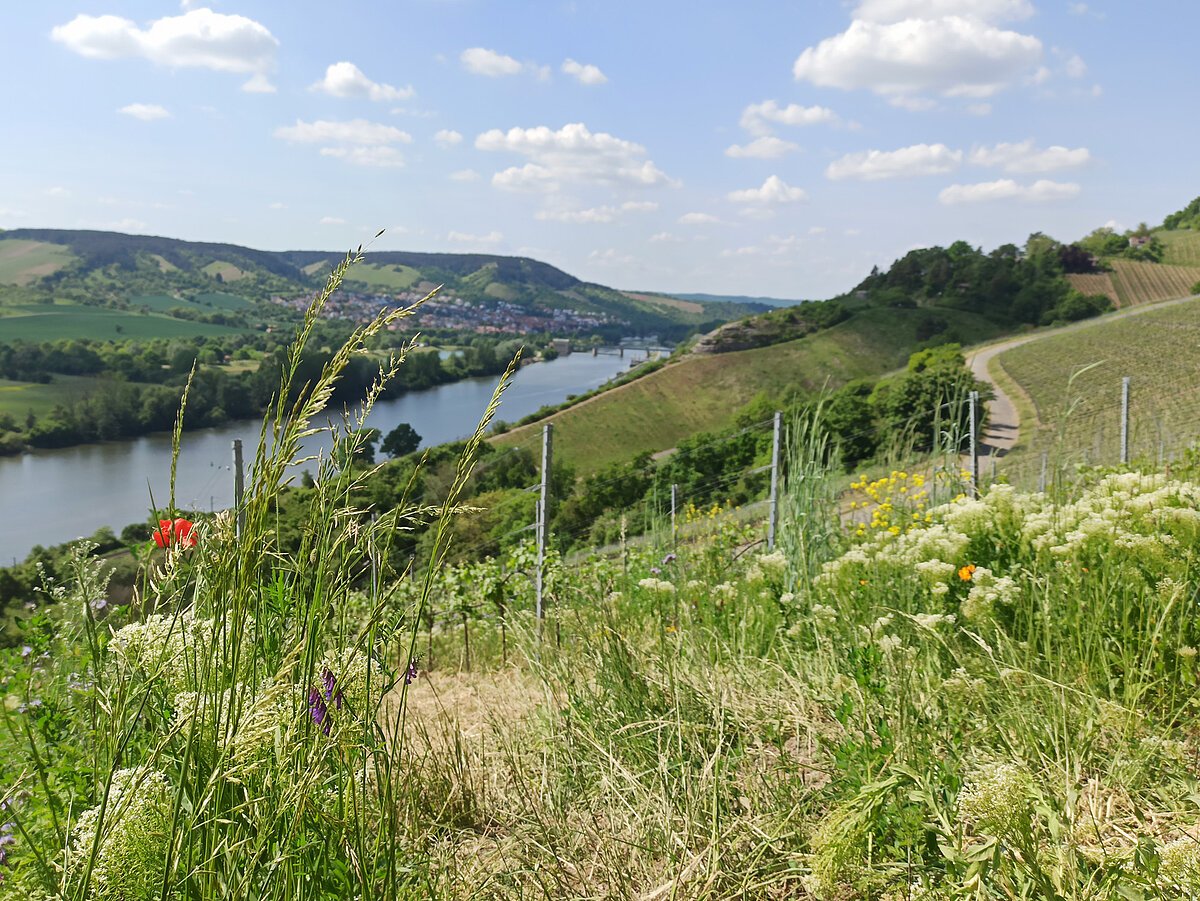 Weinspaziergang am Sonnenschein Veitshöchheim