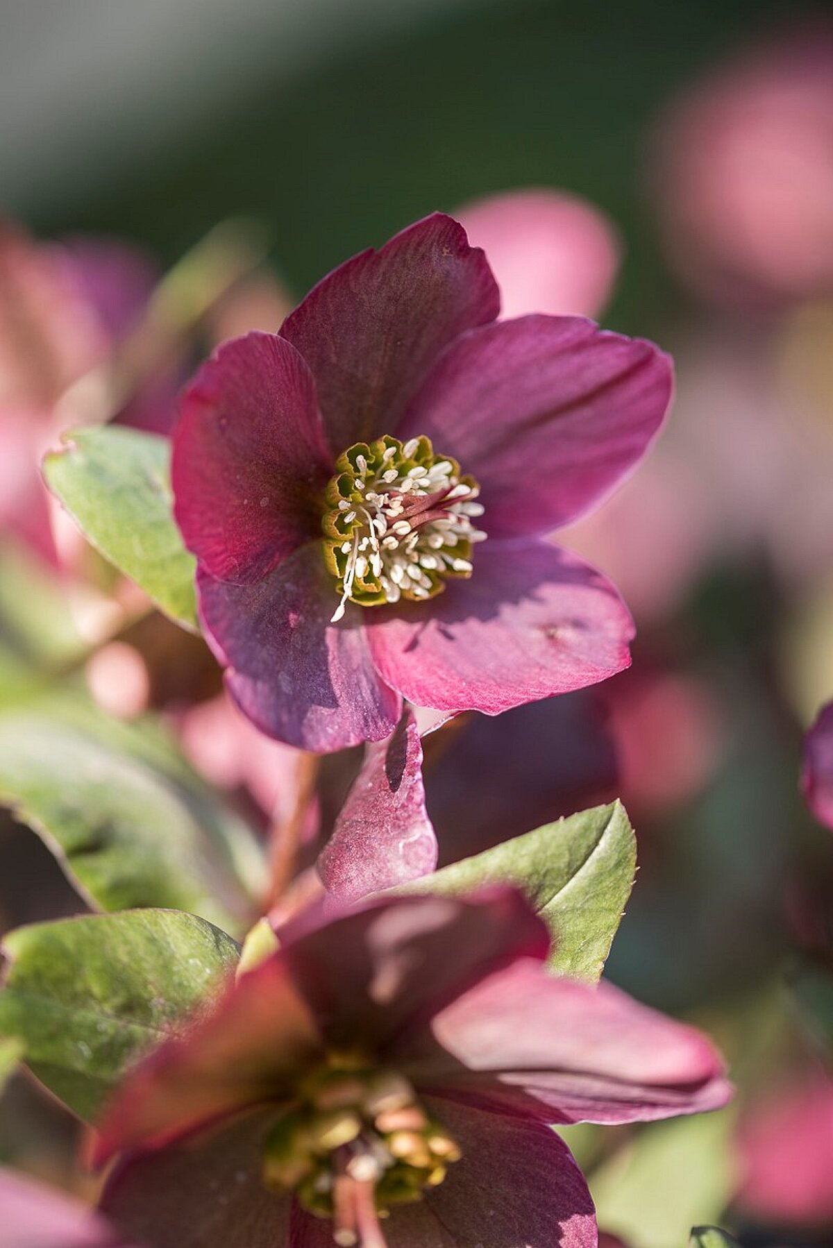 Sam Garten Würzburg Auberginefarbene Blüte