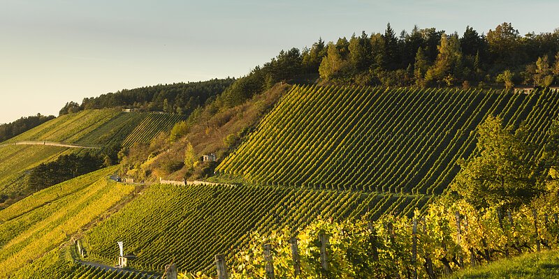 Weinlage Stettener Stein Foto Holger Leue Weinberge in herbstlichen Farben - gelb und grün