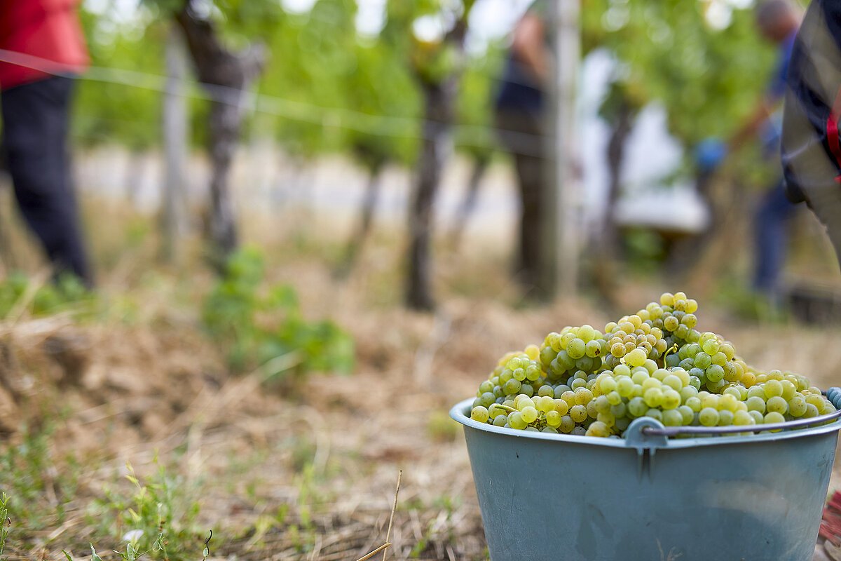 Weinlese in den Weinbergen