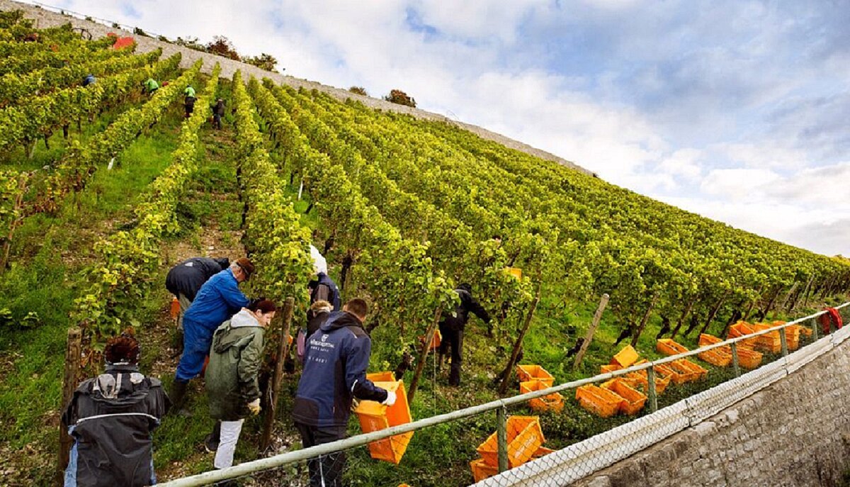 Themenweinprobe "Weinlesezeit" Weinlese