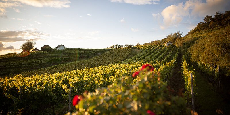 header weinberge in der sonne