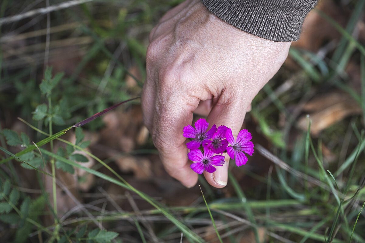 header lilane Blume