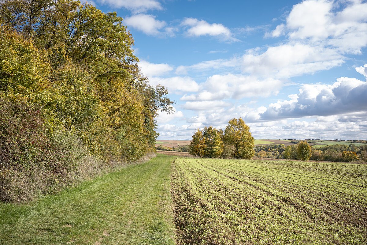 Waldweg Ein Weg zwischen Wald und Feld