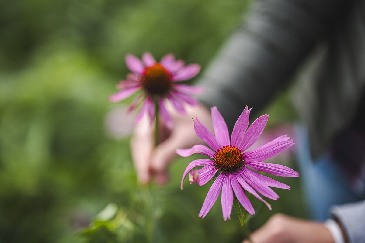 Blume Blume lila