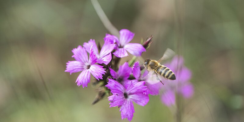 Header1 Biene mit lilaner Blume